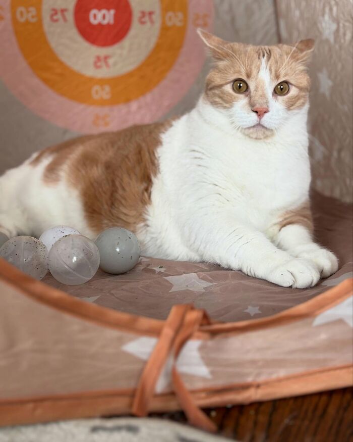 Overweight cat relaxing indoors, surrounded by toys and a playful target backdrop. Overweight cat relaxing indoors, surrounded by toys and a playful target backdrop.