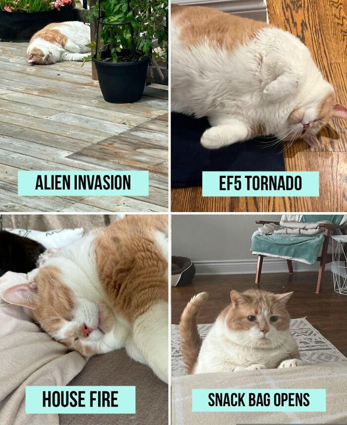 Overweight cat lounging in funny poses labeled "Alien Invasion," "EF5 Tornado," "House Fire," "Snack Bag Opens. Overweight cat lounging in funny poses labeled "Alien Invasion," "EF5 Tornado," "House Fire," "Snack Bag Opens.