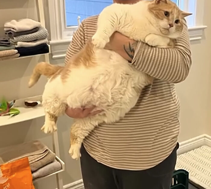 Overweight cat being held by a person in a striped shirt in a bright room. Overweight cat being held by a person in a striped shirt in a bright room.
