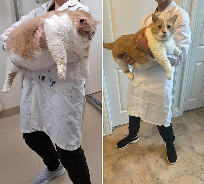Overweight cat transformation: before and after weight loss, held by a person in a white coat. Overweight cat transformation: before and after weight loss, held by a person in a white coat.