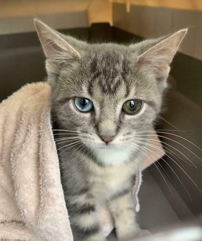 Grey kitten with heterochromia wrapped in a soft towel, highlighting animal adoption and the joy pets bring to homes.