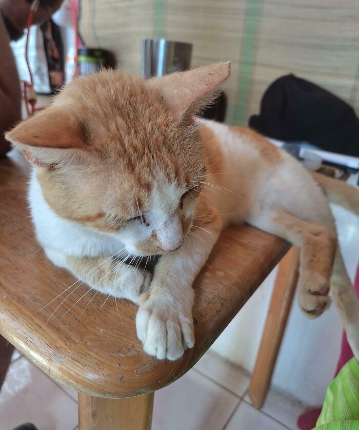 Orange and white cat lounging on a wooden table, representing animal adoption encouragement.