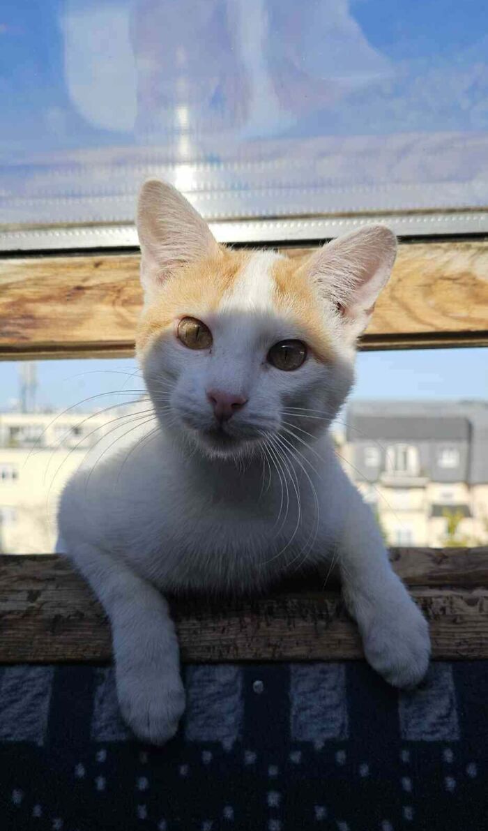 Adorable cat in sunlight, inspiring pet adoption with its curious gaze and playful pose.