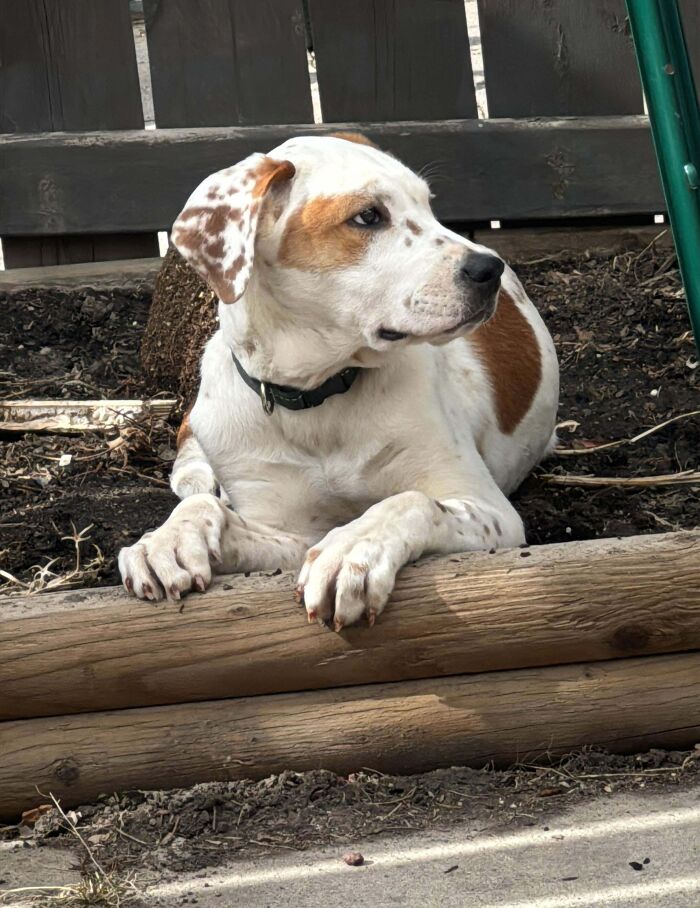 Adoptable dog with a spotted ear and brown patches lounging in a garden, ready to find a new home.