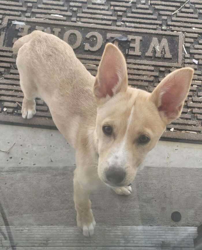 Adoptable puppy with large ears on a welcome mat, ready for a new home.