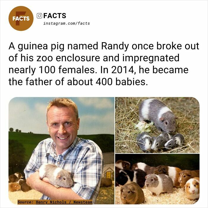 Man holding a guinea pig, highlighting fascinating facts about its escape and fathering 400 babies.