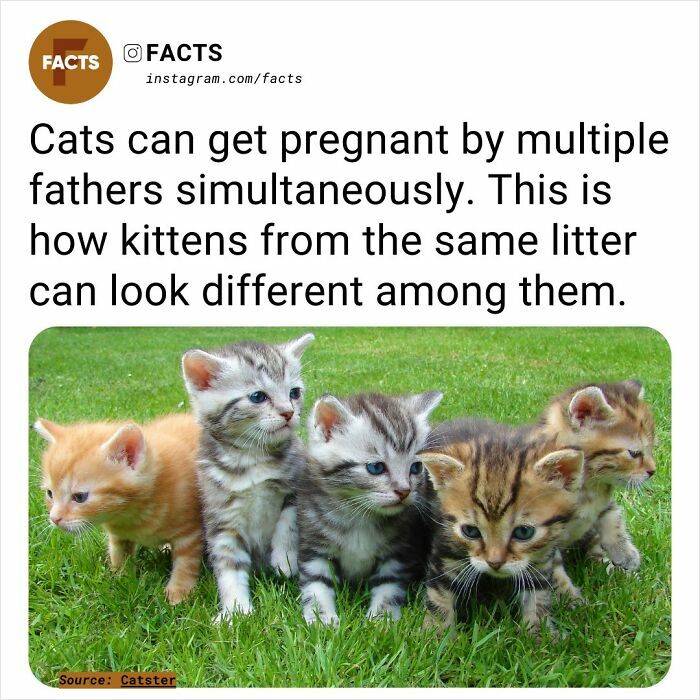 Kittens of various colors on grass illustrating facts about feline pregnancies.