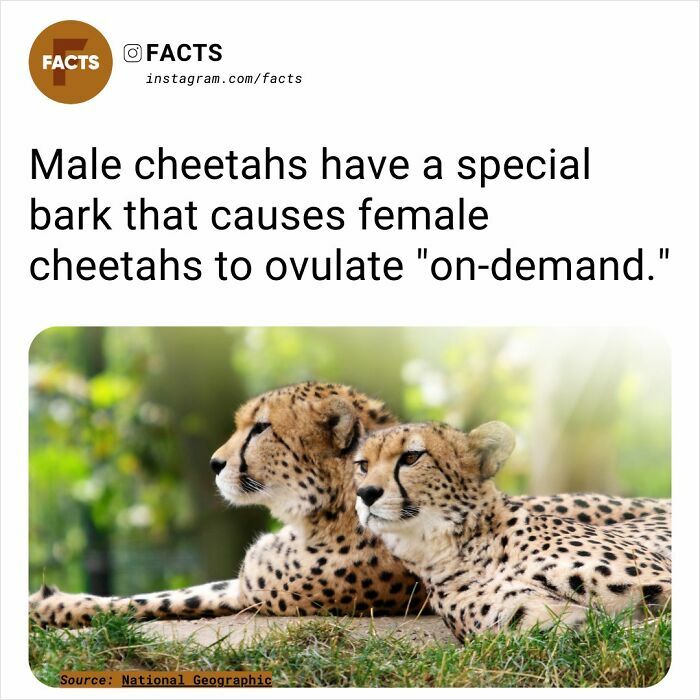 Two cheetahs lying on grass, showcasing fascinating animal behavior.