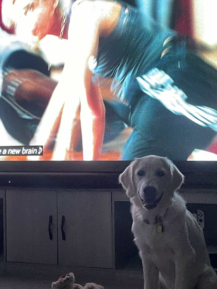 A white dog sitting in front of a TV showing a distorted image, capturing a creepy moment people had to share.
