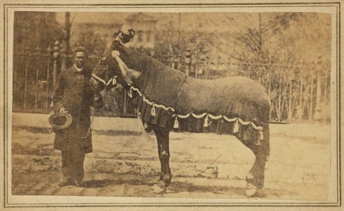 African American man standing proudly beside a draped horse, showcasing strength in a historic outdoor setting.