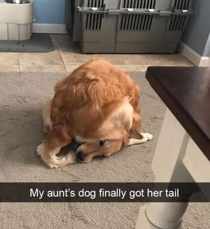 Golden retriever in a playful pose chasing its tail, featured in wholesome memes to send to your favorite people.