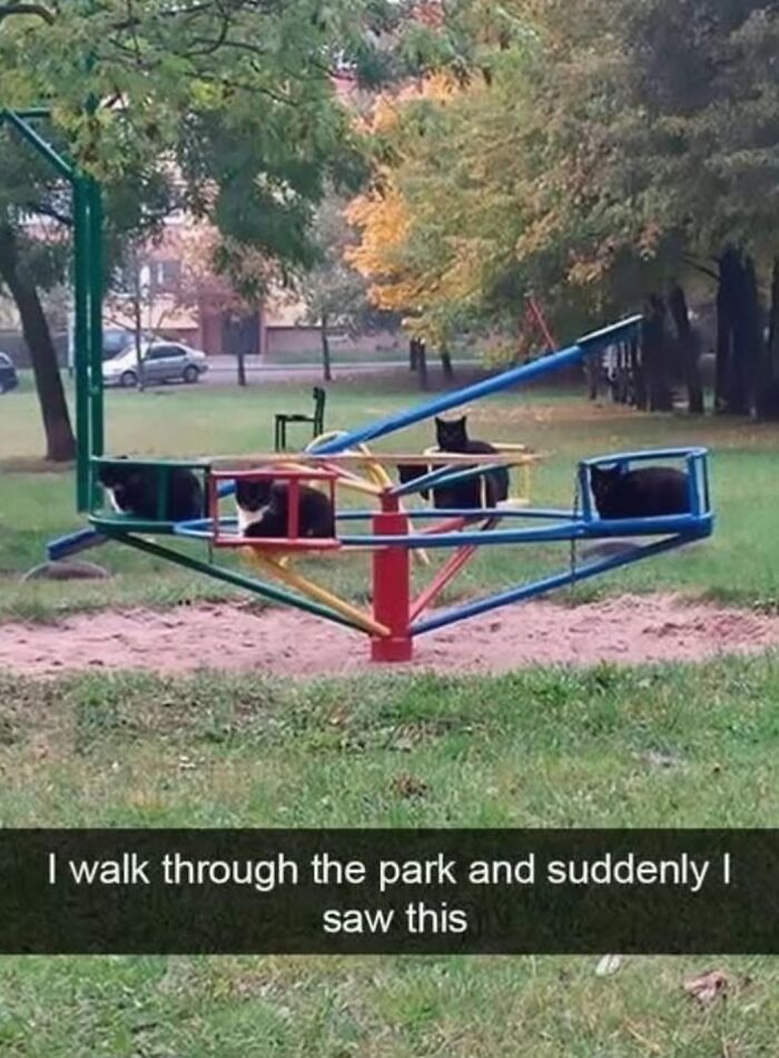 Cats sitting on a colorful playground merry-go-round in a park, a wholesome meme moment to share with favorite people.