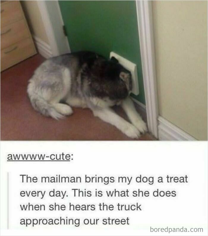 Husky dog with head through pet door waiting for mailman bringing treats, a wholesome meme about kindness and pets.