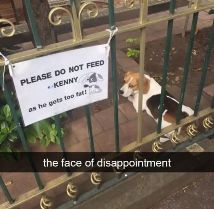 A dog behind a fence next to a sign saying do not feed Kenny to avoid him getting fat, showing a disappointed expression.