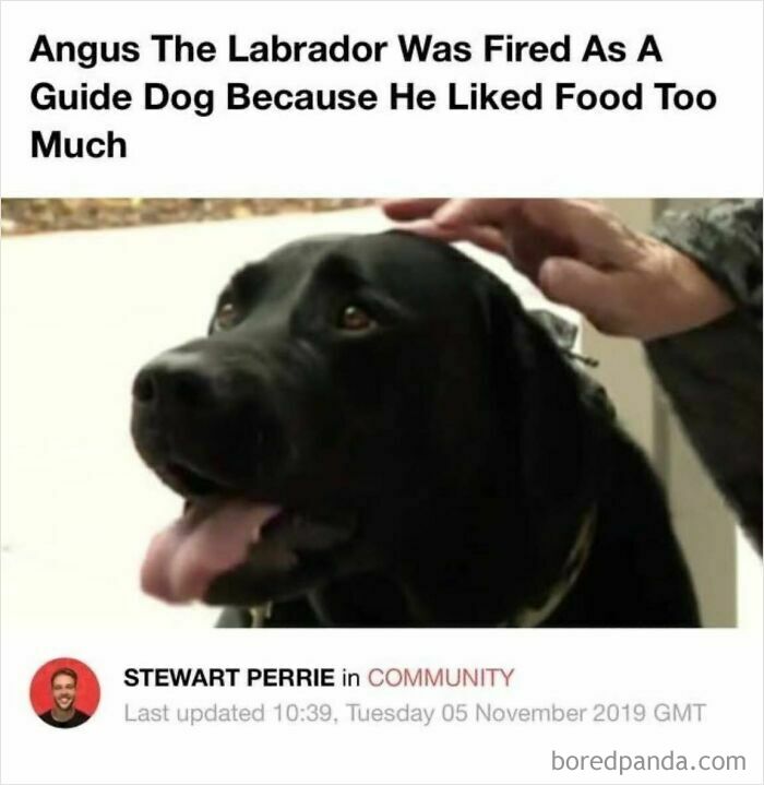 Black Labrador being petted with a funny caption, a wholesome meme perfect to share with favorite people online.