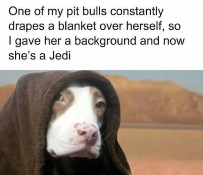 Pit bull draped in a blanket resembling a Jedi with a desert background, a wholesome meme for favorite people.