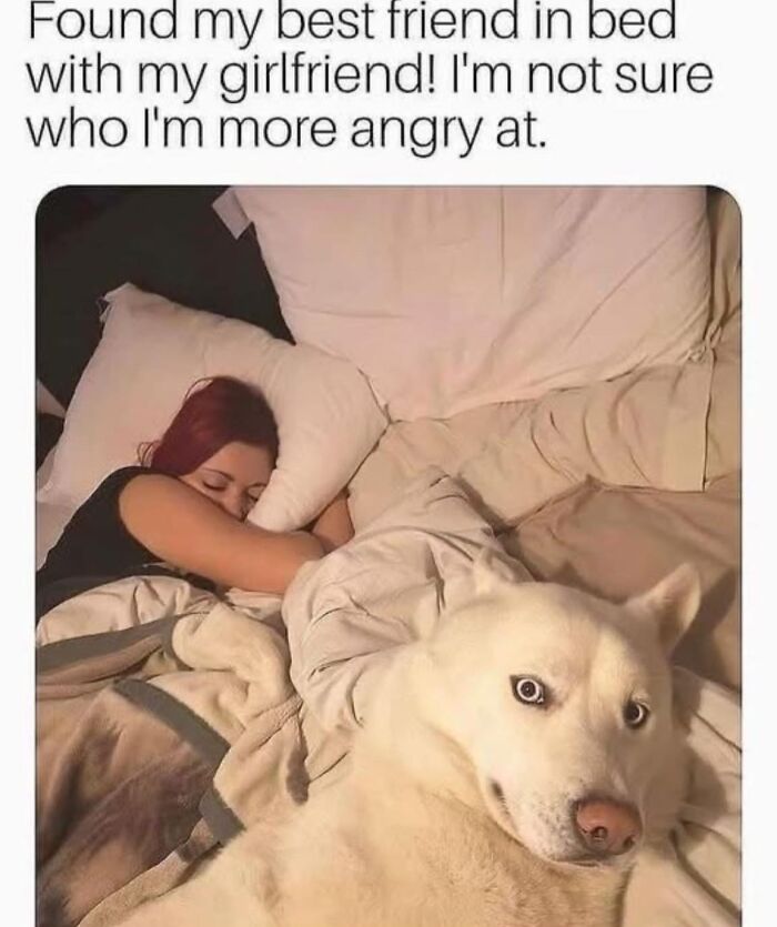 Woman sleeping in bed with a dog making a funny face, a wholesome meme to share with favorite people.