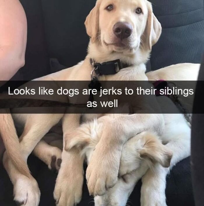 Two dogs cuddling with funny caption about sibling behavior, a wholesome meme to share with favorite people.