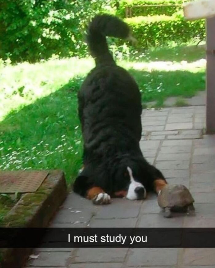 Bernese mountain dog closely watching a tortoise on a paved path, a wholesome meme to share with favorite people.
