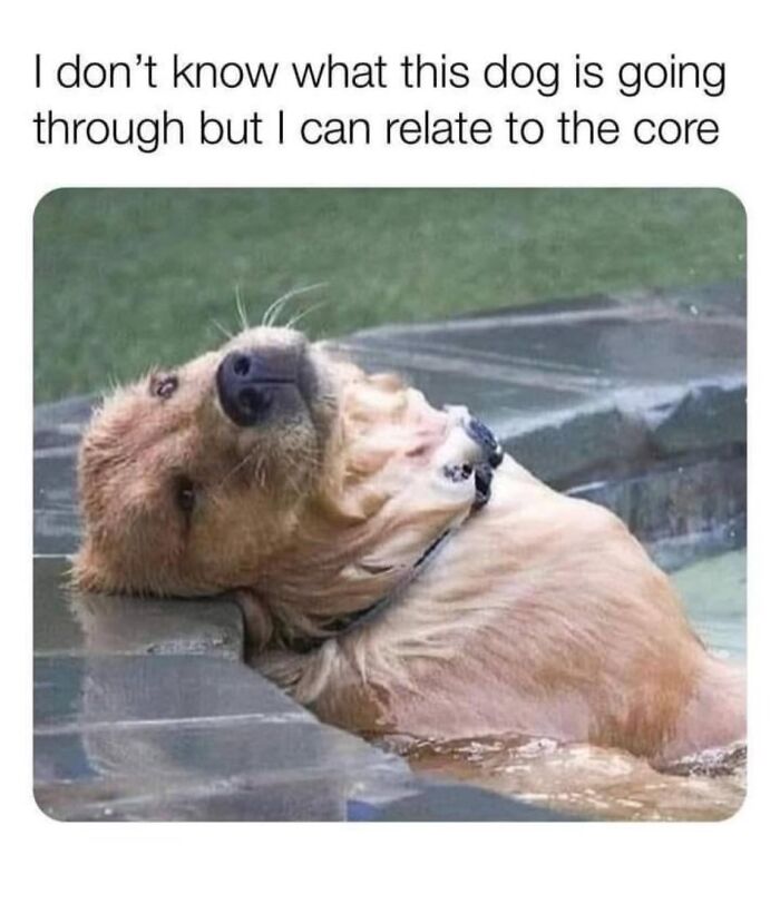 Golden retriever dog laying in a pool looking tired and relatable in wholesome memes to send to your favorite people.