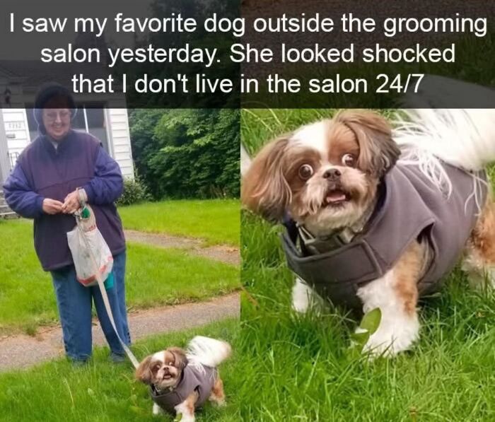 Woman walking a small dog outside a grooming salon with a funny shocked expression on the dog, wholesome memes theme.