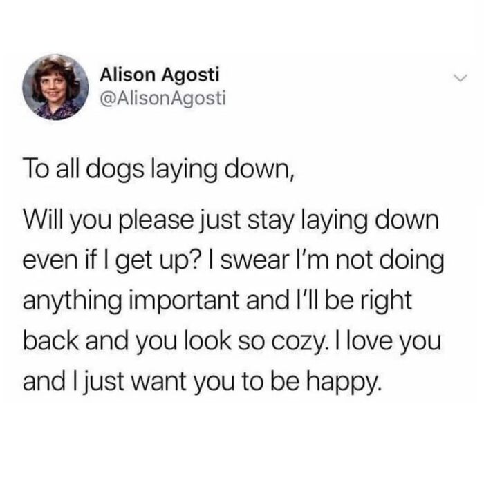 Wholesome meme text about asking dogs to stay cozy while laying down and expressing love and care for them.