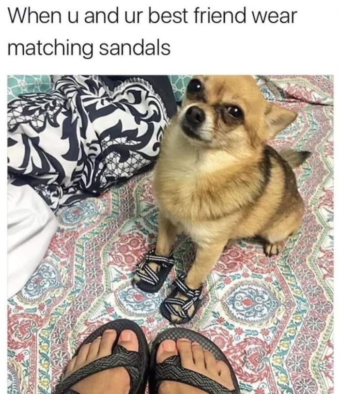 Small dog wearing matching sandals next to owner's feet on patterned carpet, a wholesome meme for favorite people.