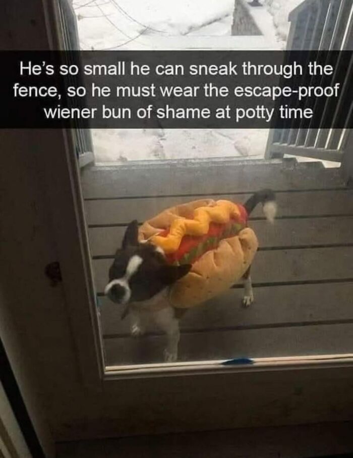 Small dog dressed as a hot dog wearing an escape-proof outfit featured in wholesome memes to send to favorite people.