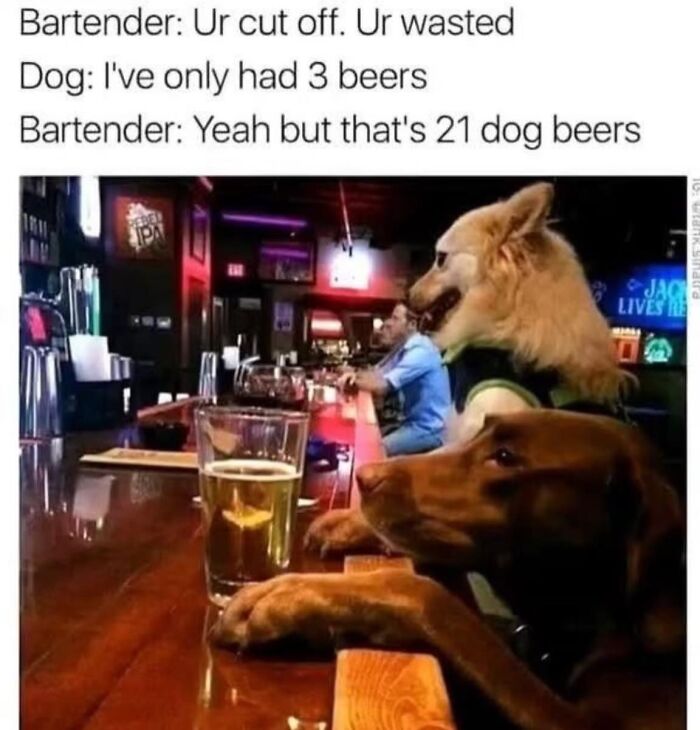 Dogs sitting at a bar with beers, humorous meme text about dog beers, a wholesome memes example for favorite people.
