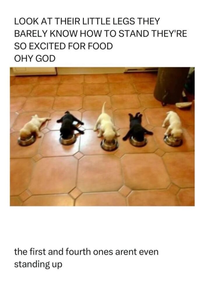 Five puppies eating from bowls on a tiled floor in a wholesome meme about excitement for food.