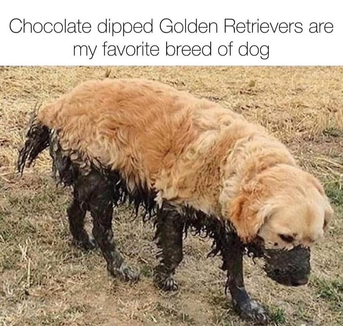 Golden Retriever covered in mud with caption about chocolate dipped dogs, a wholesome meme to share with favorite people.