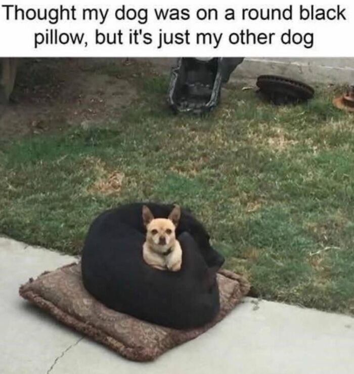 Two dogs outside, one black curled up like a pillow with a smaller dog sitting inside, a wholesome meme moment.