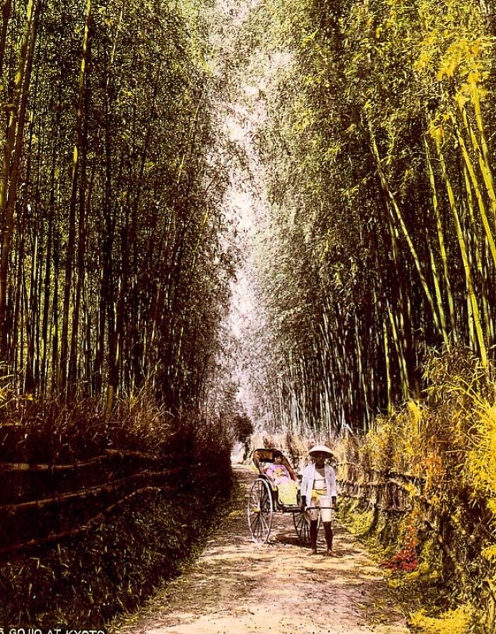 Rickshaw carrying a passenger down a narrow bamboo path in Japan during the 1800s, showcasing historic rural life.
