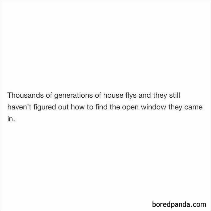 Funny and random shower thought about house flies unable to find the open window they entered through shared on IG page.