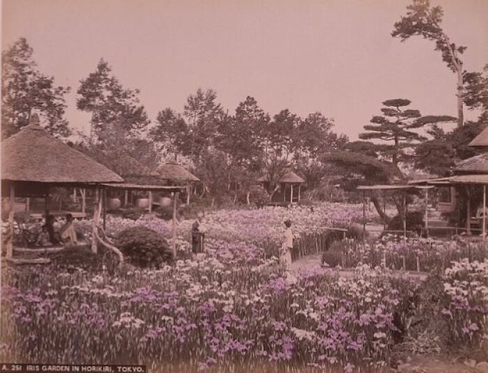 Iris garden in Tokyo with traditional huts and people, showing Japan in the 1800s.