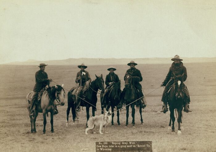 Five cowboys on horseback with a dog in an open plain, an authentic photo of cowboys and Native Americans in the 1800s.