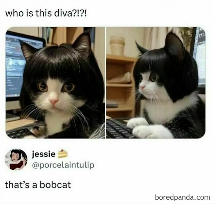 Cat wearing a black wig resembling a bobcut, featured in funny and random shower thoughts shared on Instagram.