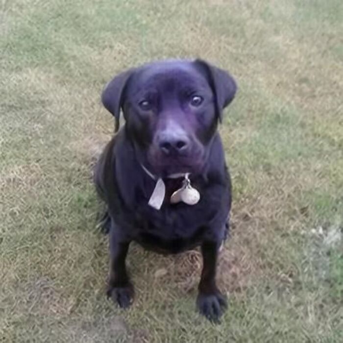 A black dog with a curious expression sits on grassy ground, part of interesting stories collection.