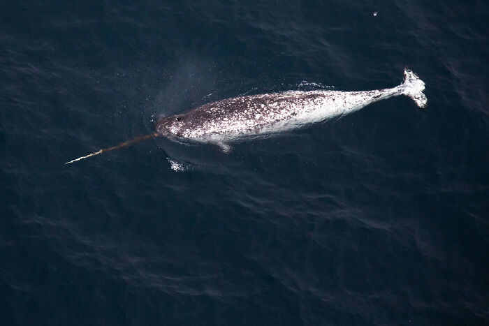 A narwhal swimming near the ocean surface, illustrating obvious things you've just become aware of in nature.