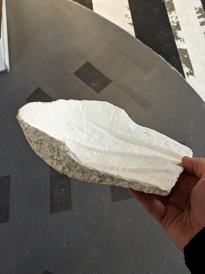 Hand holding a white, shell-shaped mystery object with textured edges from an online group helping to recognize mystery objects.