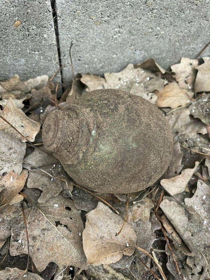Mystery object covered in dirt resting on dry fallen leaves outdoors near concrete slabs.