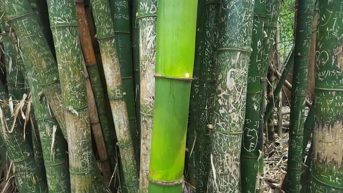 Close-up of bamboo stalks in a forest showing carved markings and natural textures in an alternate angle of nature scenes.