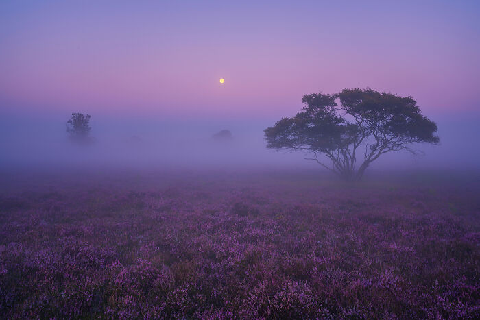 Misty field at dawn with moon, lone tree, and purple flowers, highlighting nature's serene beauty.