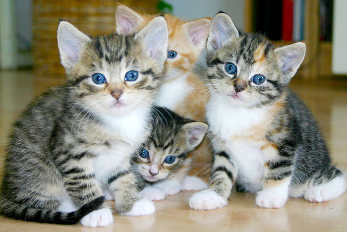 Cute kittens sitting together on the floor, looking up with wide eyes, a delightful internet hack for a happier day.