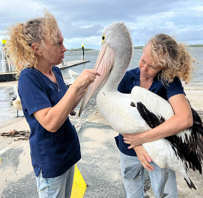 Twins in blue uniforms examine a large pelican near the water. Twins in blue uniforms examine a large pelican near the water.