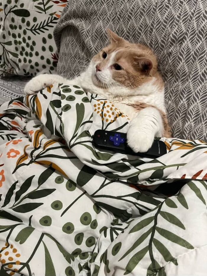Cat under a leafy blanket, holding a remote, representing weight loss from 43 pounds to looking normal. Cat under a leafy blanket, holding a remote, representing weight loss from 43 pounds to looking normal.