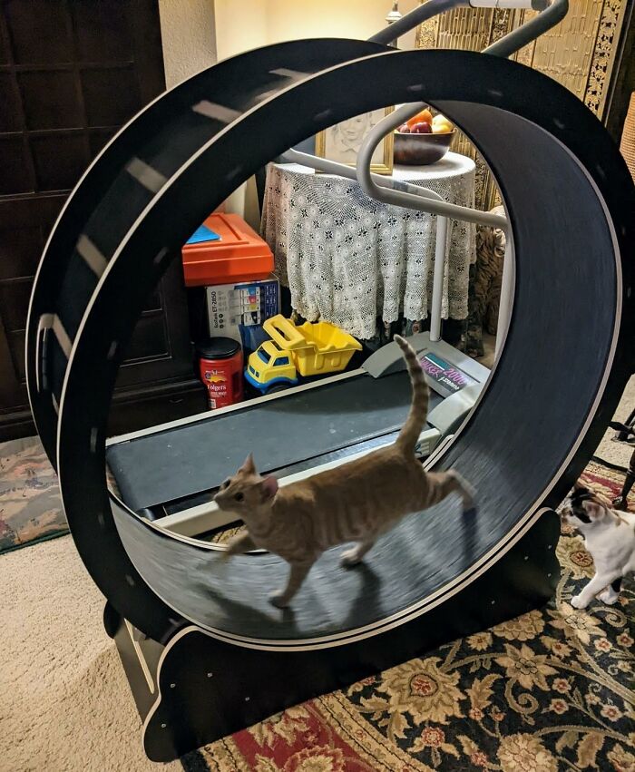 Cat running in a wheel, a thoughtful gift idea for a feline overlord.