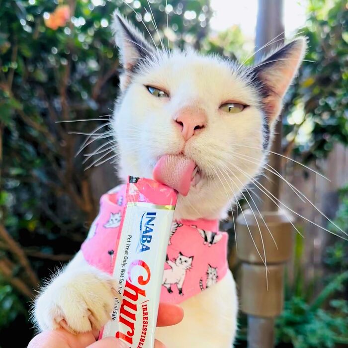 Cat wearing a pink bandana, enjoying a Churu treat outdoors on a sunny day.