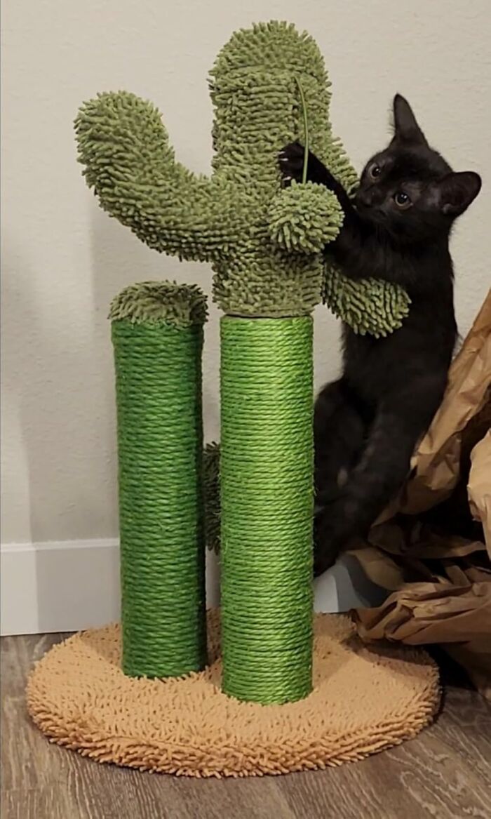 Black cat climbing a cactus-themed scratching post, one of 23 show-stopping finds that catch attention.