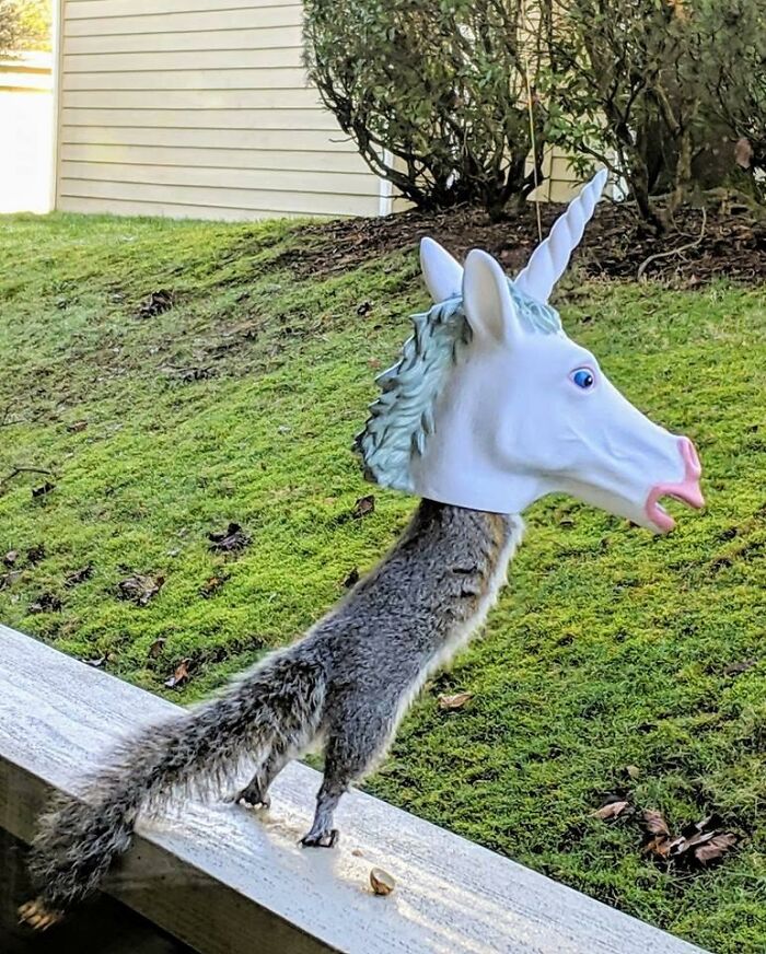 Squirrel in unicorn mask on a ledge, showcasing a ridiculous find in a grassy backyard.